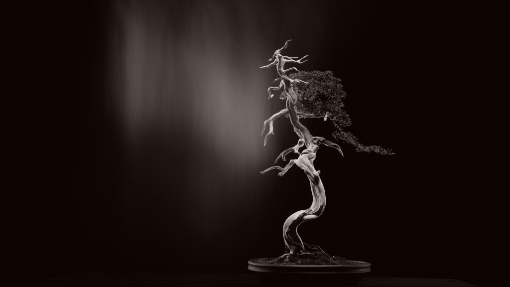 Detail of/aus: Yamamoto Masao, Bonsai “Microcosmos Macrocosmos”, 2018, Silbergelatineabzug © Yamamoto Masao